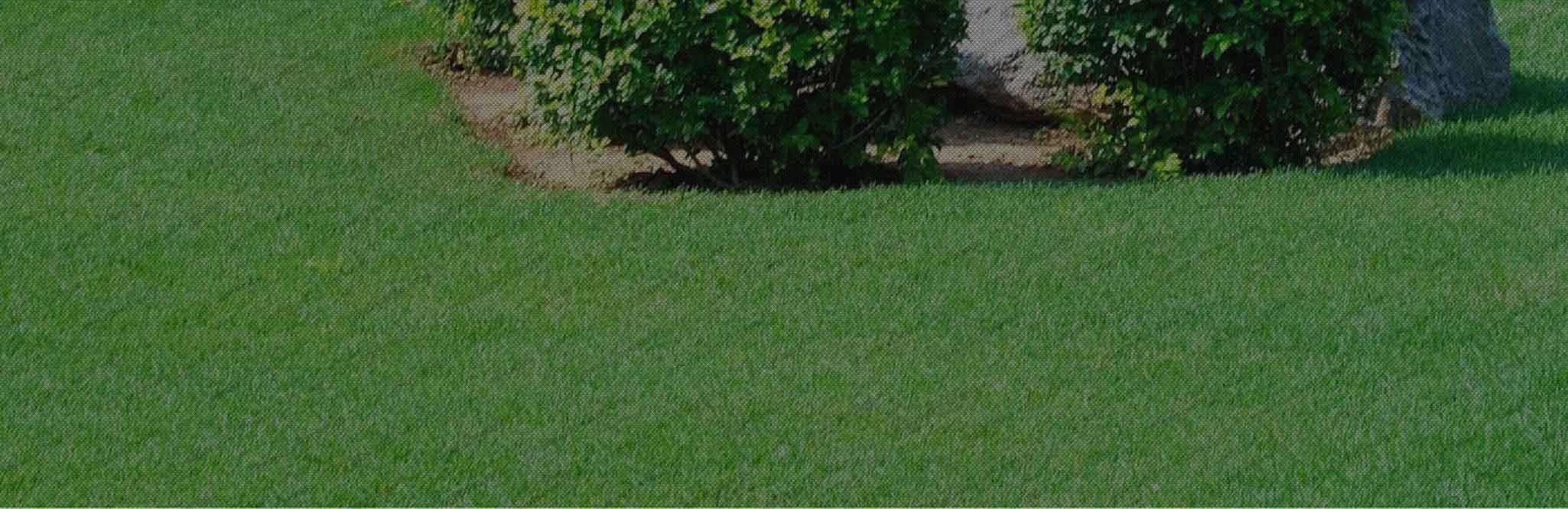 An open green lawn with mature garden planting